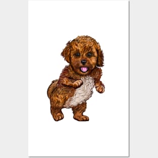 Cavapoochon Cavapoo Cavoodle - cute standing cavalier King Charles spaniel Bichon frise Posters and Art